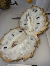 Biribá – Citromos Habcsók gyümölcs – Annona mucosa syn. Rollinia deliciosa